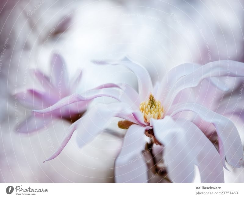 magnolia Magnolia blossom Magnolia tree Magnolia plants spring Spring fever herald of spring Spring colours Pink pastel shades Outdoors Sky Bright tranquillity