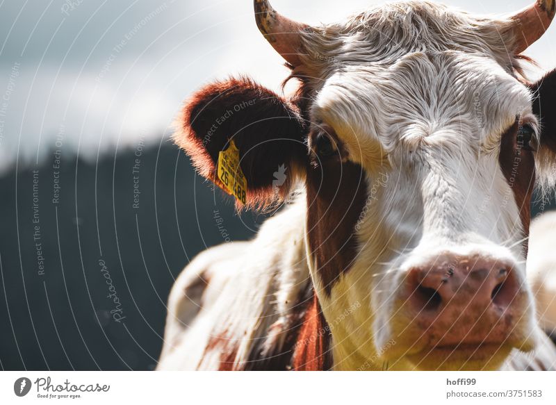 The cow looks into the camera chill Animal portrait Cow head Black Forest cow horns cattle Meadow Farm animal Brown green Cattle Willow tree