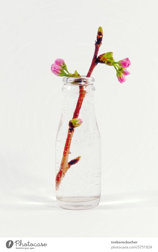 Glass bottle with a plum tree branch white glass water petal beautiful blossom nature closeup spring background plant beauty season macro color green growth