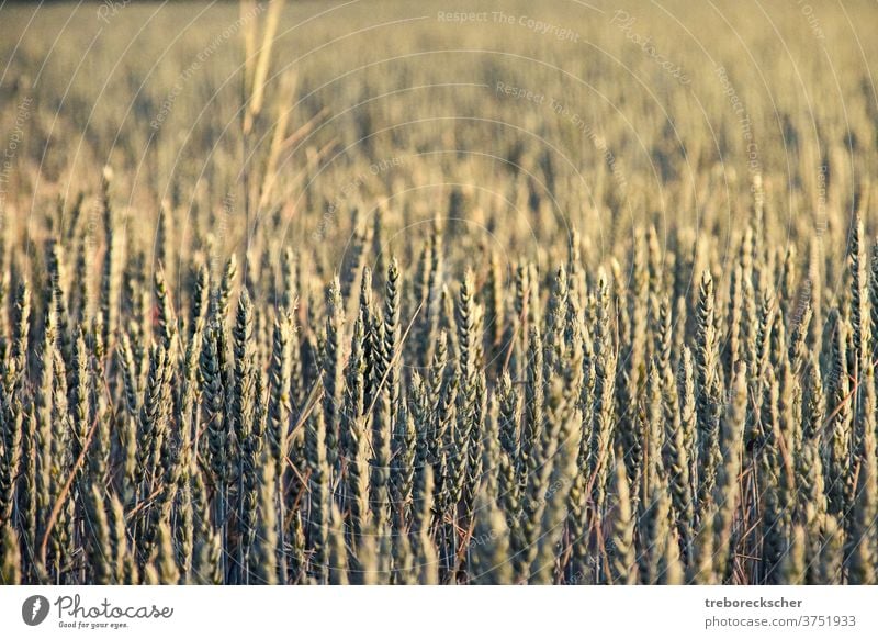 Wheat ears in sunlight wheat field nature farm agriculture rural plant structure cereal summer countryside growth land yellow seed natural grain corn scene