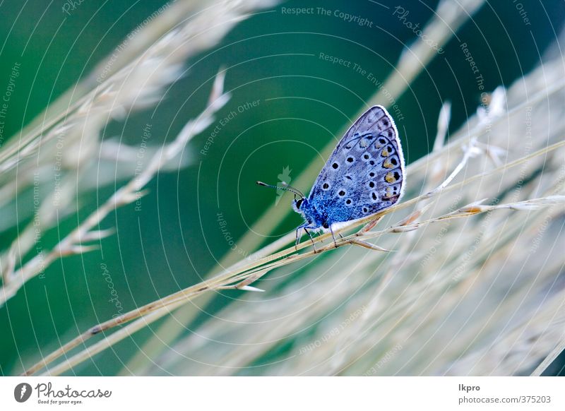 wild blue orange butterfly on a g Summer Garden Nature Plant Flower Leaf Switch Aircraft Hair Butterfly Paw Line Drop Blossoming Wild Blue Brown Gray Green