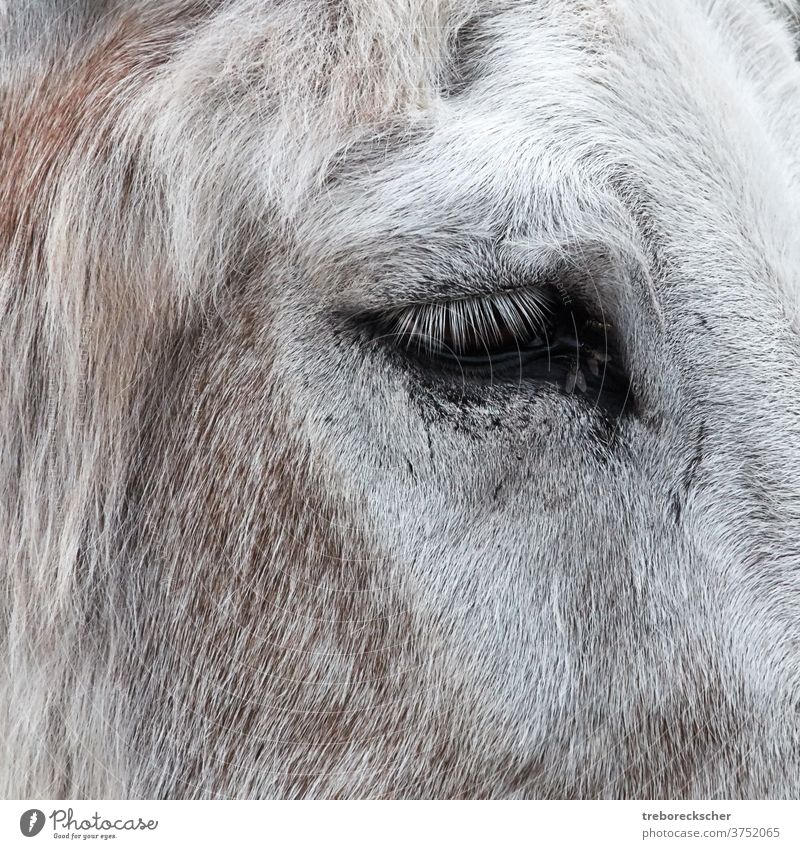 Eye of a donkey with flies head isolated farm mammal white mule background face cute nature portrait domestic design brown horse cartoon burro style funny