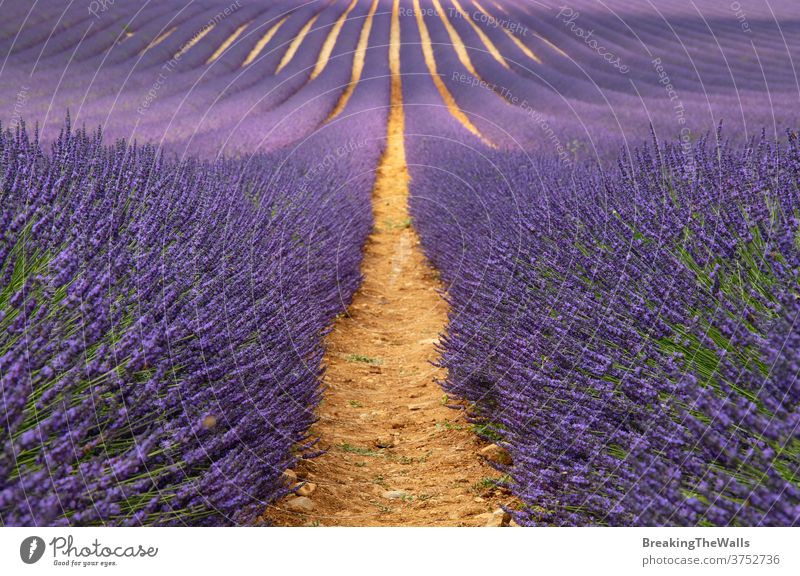 Purple lavender field of Provence Lavender blooming blossom purple day flowers France scenic nature beautiful rural agriculture farming landscape travel