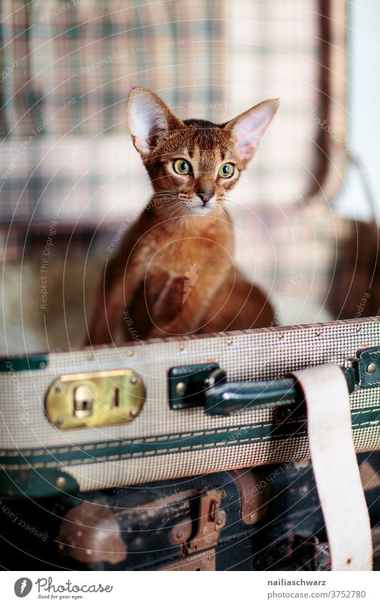 Cat in a suitcase Kitten Abyssinian Abyssinian cats Cat lover Still Life Suitcase travel Travel photography vacation Vacation mood Holidaymakers Red Red-haired
