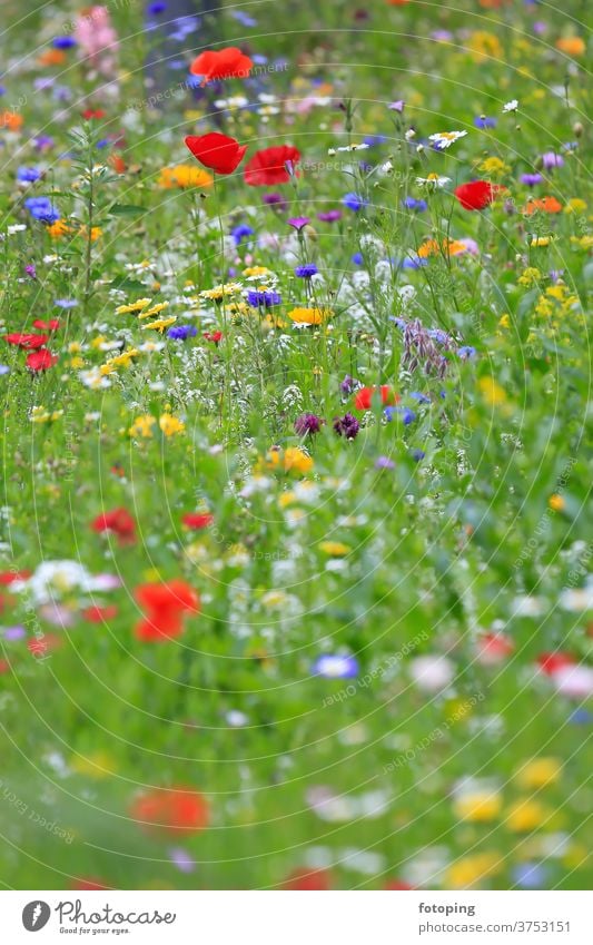 Colourful flower meadow in the basic colour green
with various wild flowers. flaked Flower field Flower meadow Meadow little flowers bleed Botany flora Grass