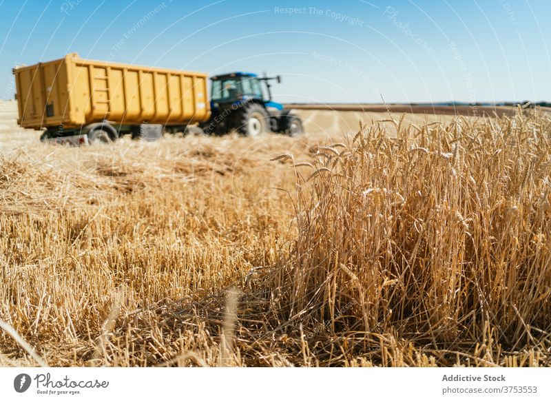 Agricultural machine in wheat field tractor agriculture harvest collect season grain dry transport farmland countryside rural nature golden trailer parked