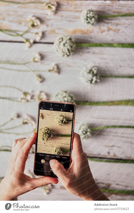 Crop person taking photo of flowers on smartphone take photo composition wildflower delicate row line arrangement cellphone wooden table photography gadget