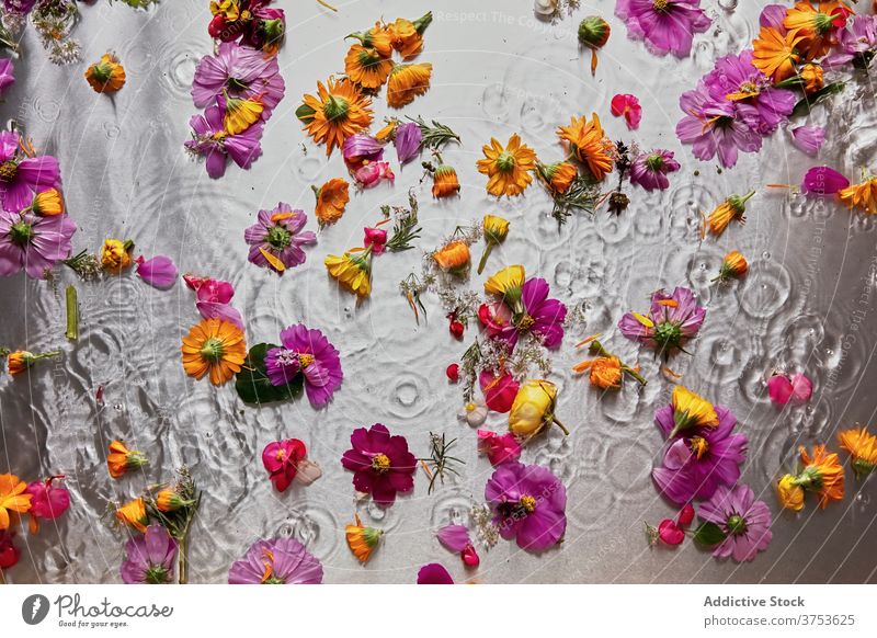 Colorful flowers in clear water studio petal float composition scatter surface various bud delicate blossom bloom fresh plant soft creative bright flora natural
