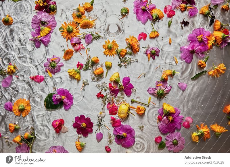 Colorful flowers in clear water studio petal float composition scatter surface various bud delicate blossom bloom fresh plant soft creative bright flora natural