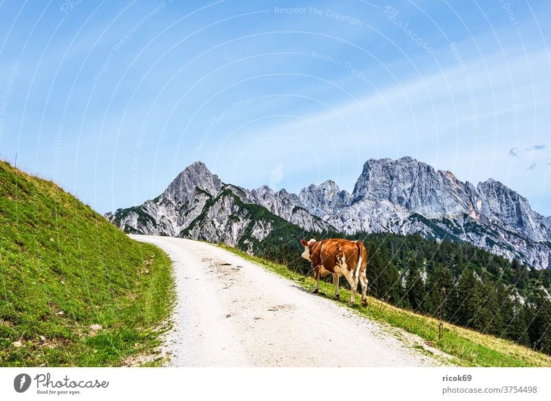 View of the Litzlalm with cow in Austria chill Alps mountain tree Forest savage emperor Landscape Nature Alpine pasture off Street Meadow Grass Agriculture