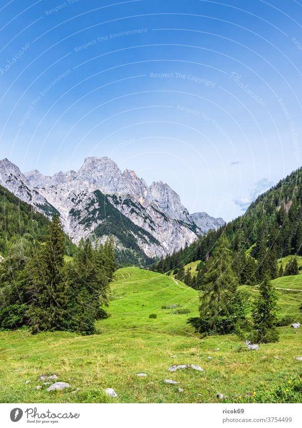 View of the Bindalm in Berchtesgadener Land Berchtesgaden Country Bavaria Alps mountain tree Forest Landscape Nature Alpine pasture Meadow Grass Agriculture
