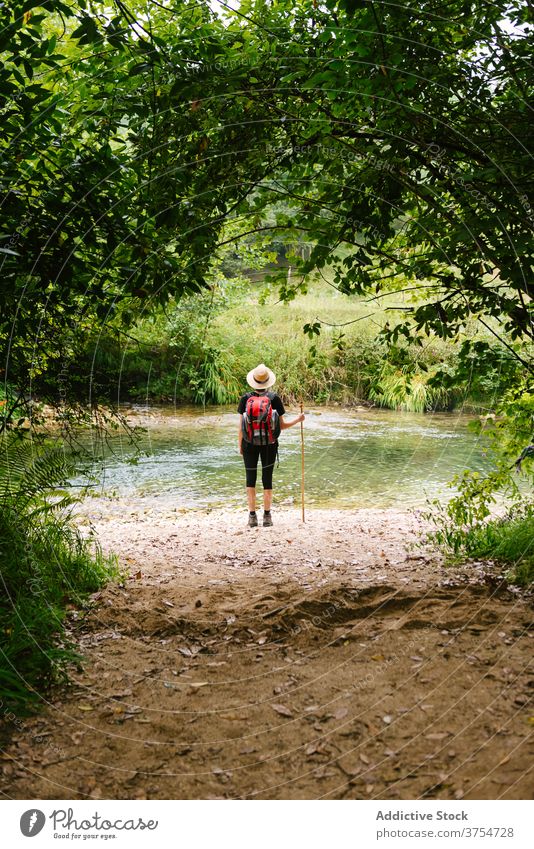 Unrecognizable traveler near lake in woods tourist forest natural admire pond backpack trekking wooden stick clear water aqua trip hike nature scenic explore