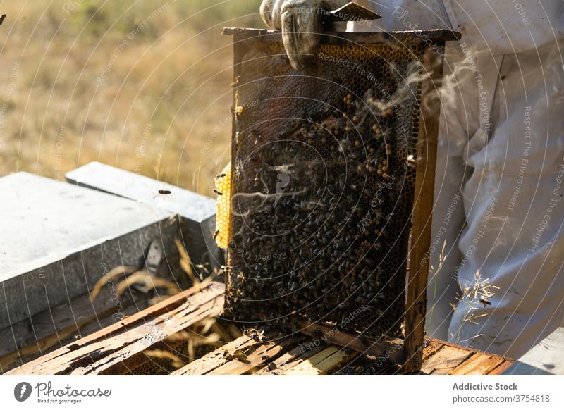 Beekeeper holding honeycomb frame with bees beekeeper beehive work farm harvest crop unrecognizable anonymous faceless inspect check tool examine professional