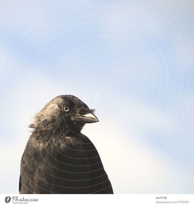 Dohle looks attentively into the camera Raven Bird Black Looking into the camera Wild animal Animal portrait feathers windy Blue sky sunshine inquisitorial