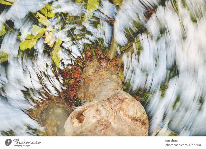 twisted tree with cartilaginous trunk Tree trunk leaves Wild Distorted rotation Rotation blurred Motion blur flashed branches surreal Experimental Autumn