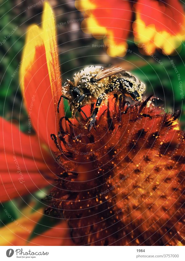 Pollen on bee pollen Bee Autumn Colour photo Nature Animal Flying Close-up Plant flowers Exterior shot Sunlight