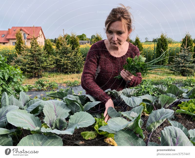 Woman picking the vegetables in a garden activity adult agricultural agriculture authentic backyard candid casual concept country crop day daylight ecology