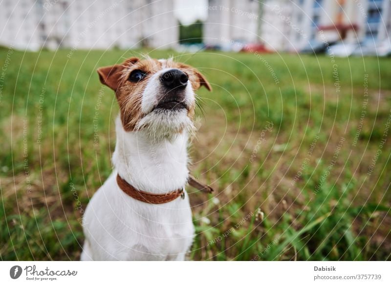 Dog on the grass in summer day. Jack russel terrier puppy portrait dog cute happy pet adorable brown face breed domestic park play healthy outside kid doggy