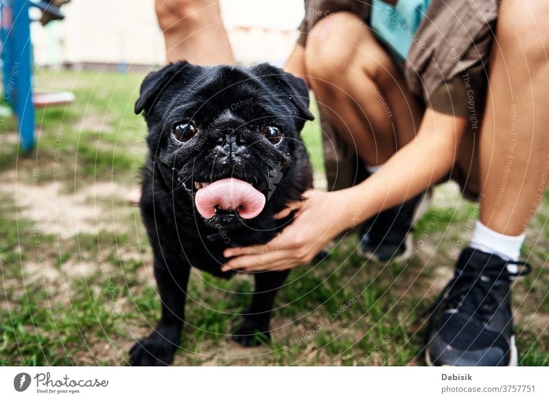 Owner petting pug dog on grass animal cute canine small puppy mammal purebred domestic portrait breed funny adorable pedigree background little young happy