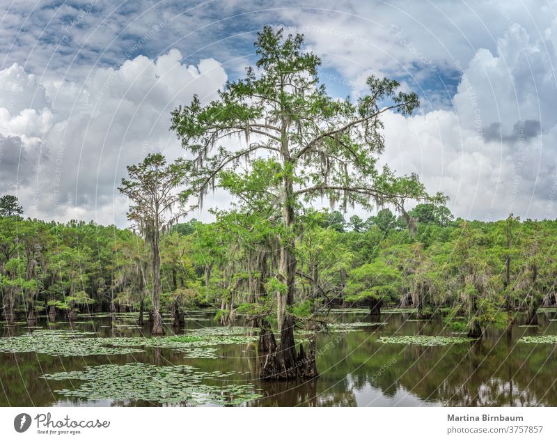 Fairytale landscape. Cypress trees in the swamp of the Caddo Lake State Park, Texas cypress trees state park texas caddo lake spanish moss water travel autumn