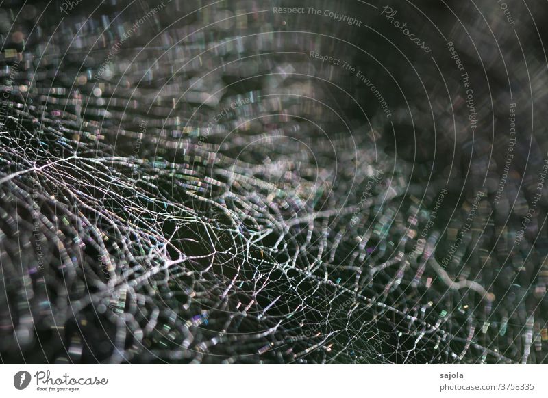 cross-linked Spider's web Net Spider threads Nature Exterior shot Close-up Macro (Extreme close-up) Shallow depth of field Network Pattern Structures and shapes