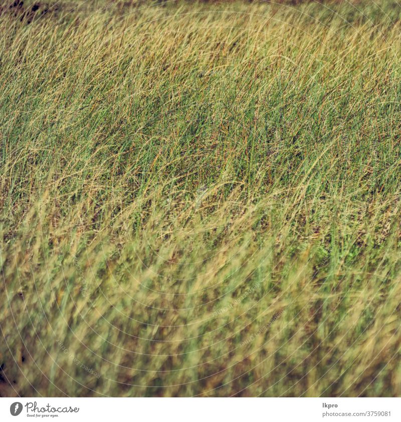 blur   abstract grass like background dry yellow texture nature hay brown pattern natural field plant green summer backdrop autumn closeup environment gold dead