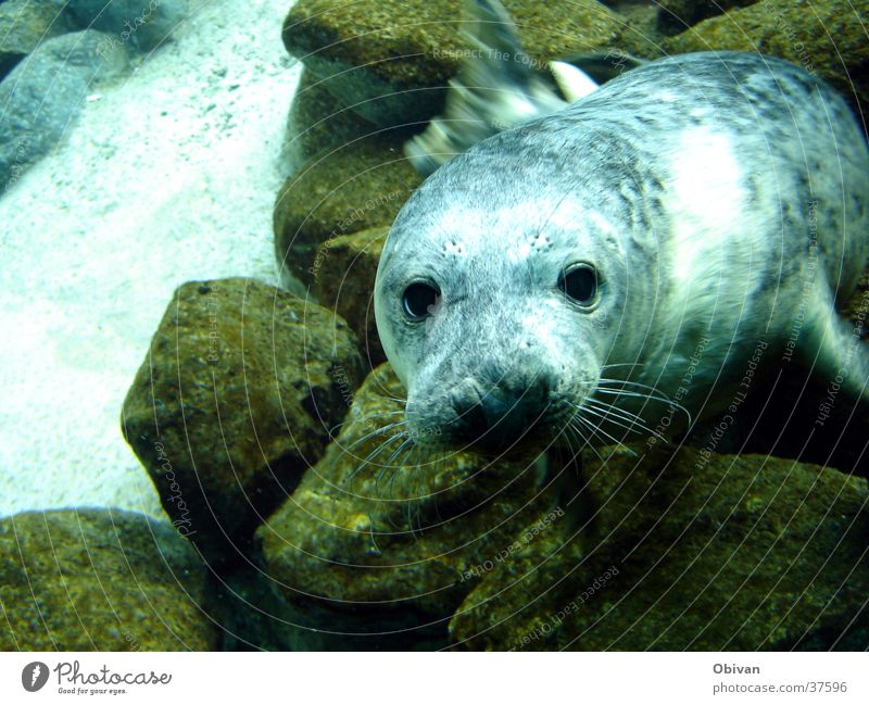 Look me in the eye. Water Rock Aquarium Seals 1 Animal Blue Harbour seal Seal cub Colour photo Underwater photo Looking Stone Animal face Animal portrait