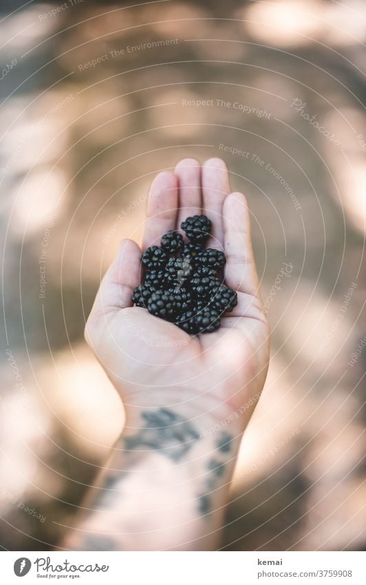Blackberries on hand Blackberry Autumn by hand Palm of the hand Picked stop Indicate Autumnal Season Tattoo Bright Light Shadow Shallow depth of field