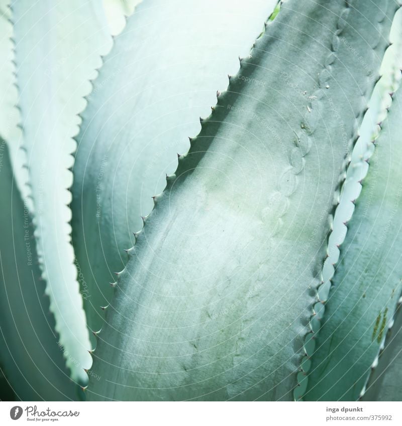 health Environment Nature Plant Foliage plant Agricultural crop Exotic Medicinal plant Aloe Succulent plants Cactus Healthy Good Thorny Health care Pure Quality