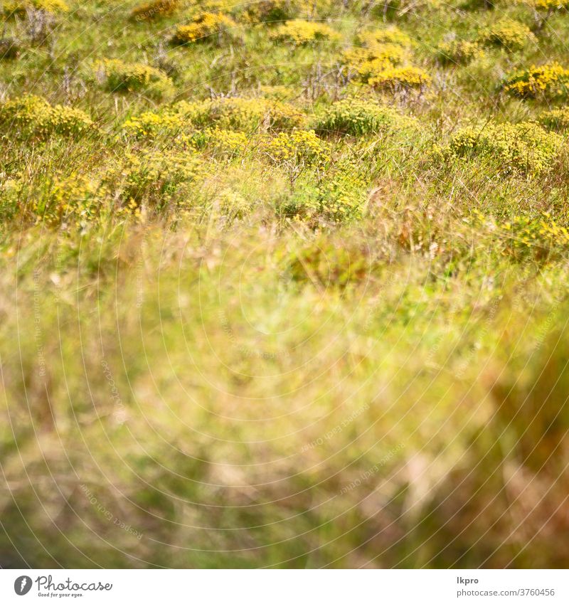 blur   abstract grass like background dry yellow texture nature hay brown pattern natural field plant green summer backdrop autumn closeup environment gold dead