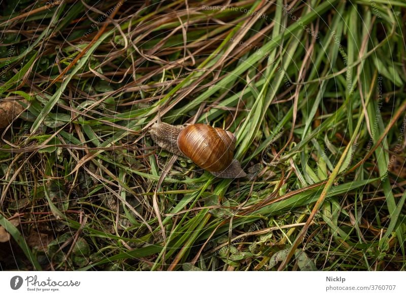 Roman snail in the grass escargot Vineyard snail Crumpet snail shelter Snail shell Cesarean snail helix pomatia helicidae Glittering from on high Feeler grasses