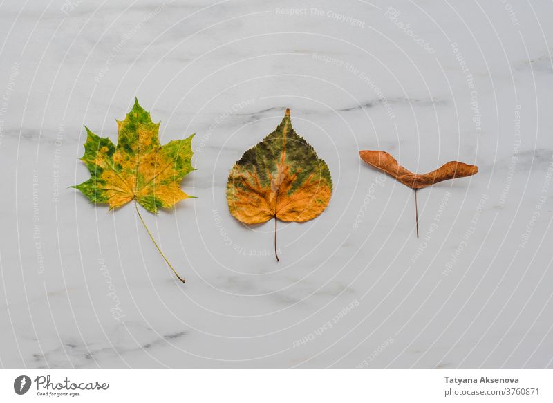 Autumn leaves on marble background autumn fall leaf maple yellow orange season texture brown design plant thanksgiving bright tree composition above flatlay