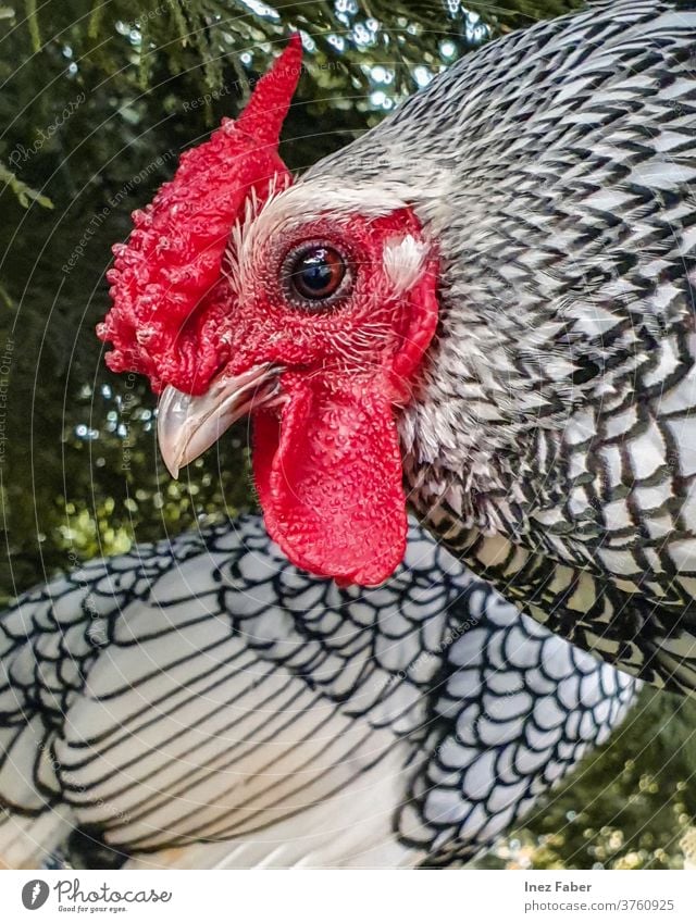 Close-up of a black and white chicken agriculture animal background beak bird close up colorful farm farming feather feathers green hen livestock nature