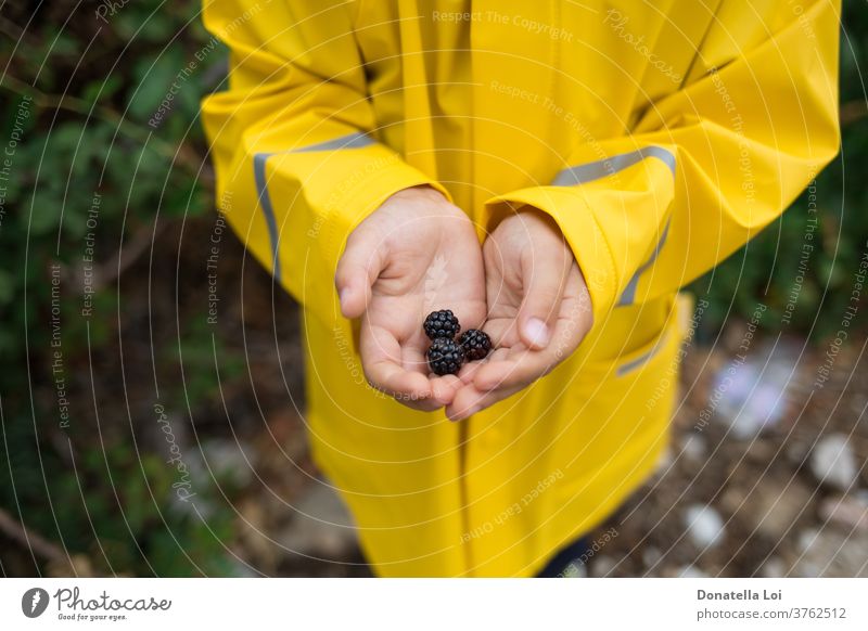 Black berries in child hands antioxidants autumn bio blackberries day fall food forest fruits green harvest jacket kid little nature one outdoor person rainy