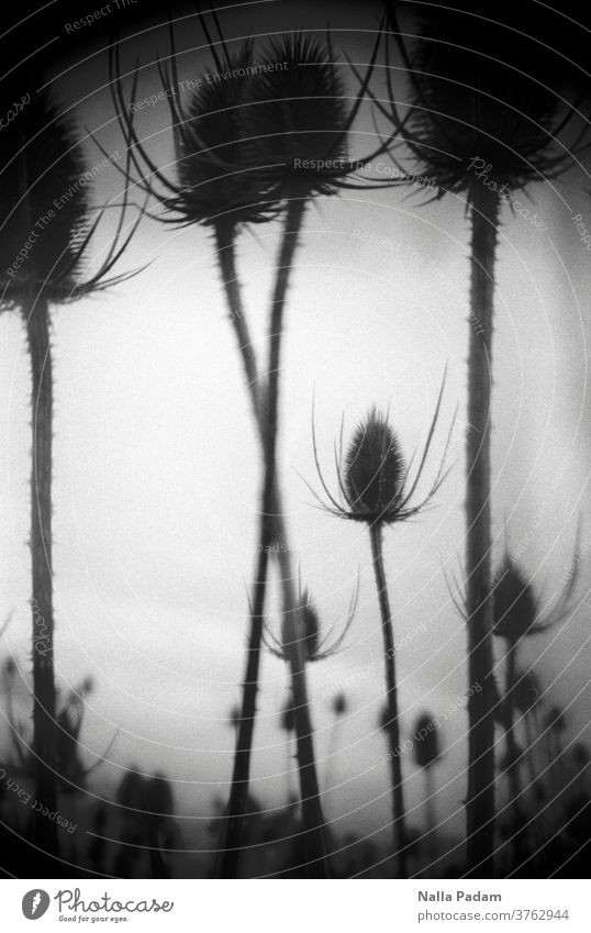 On the field Nature Analog Analogue photo Black & white photo black-and-white Exterior shot Deserted Environment Plant