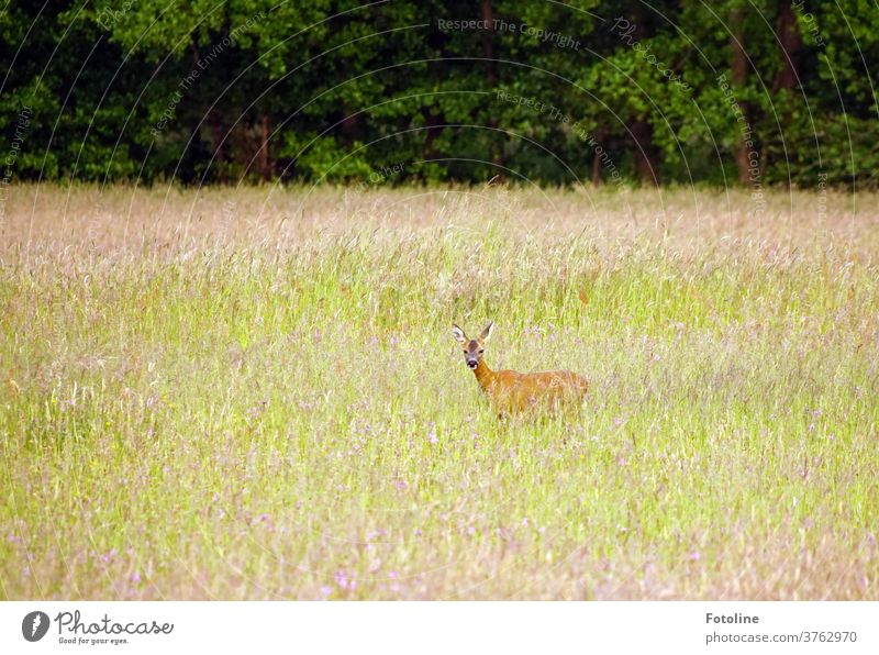 A deer stands in high grass and looks into the camera Wild Wild animal Animal Nature Colour photo Exterior shot 1 Day Environment Deserted natural Plant Grass
