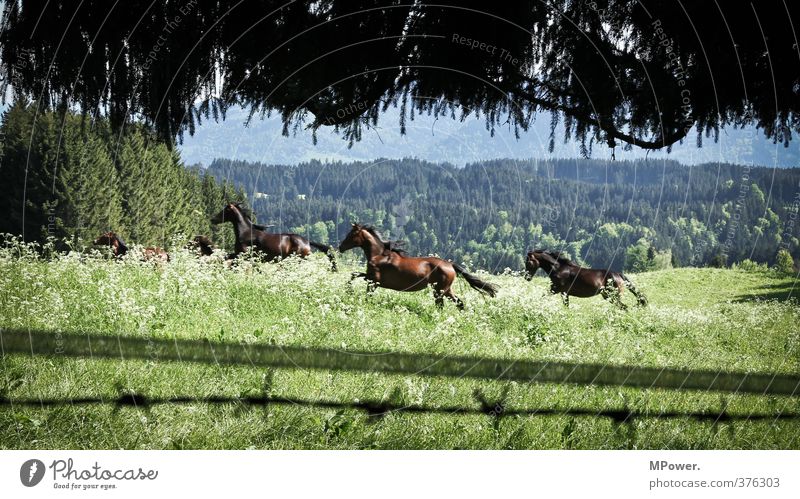horsepower Environment Landscape Meadow Forest Animal Horse 3 Group of animals Herd Esthetic Speed Beautiful Strong Green Gallop Allgäu Pasture Alps Bavaria