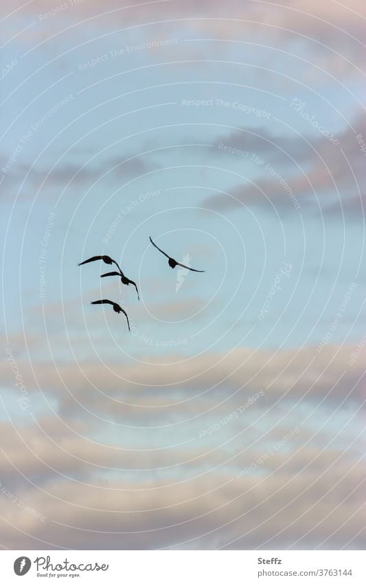 head for home birds Migratory birds Flight of the birds wild geese grey geese Sky Clouds Birds fly flying birds Flying Freedom gracefully at the same time