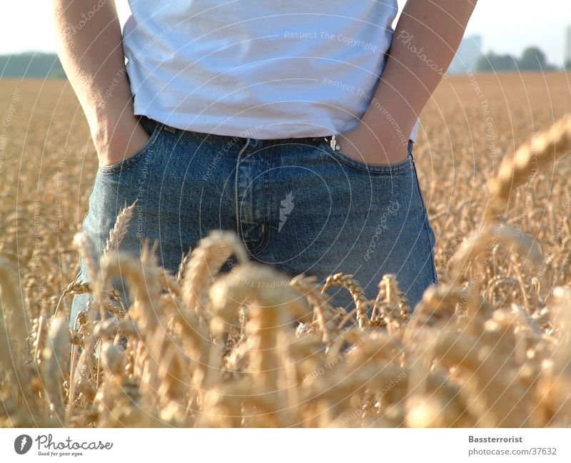 Jeans In Cornfield Summer Man 6x zoom Very short exposure Grain