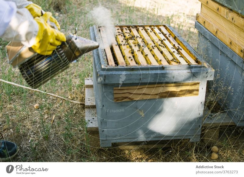 Beekeeper working in apiary near hive bee smoker beekeeper fume beehive summer garden countryside worker nature occupation metal equipment professional protect