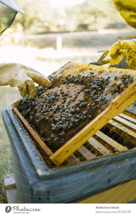 Beekeepers working together in apiary in summer honeycomb beekeeper hive beehive job garden protect glove stand uniform costume worker profession busy labor