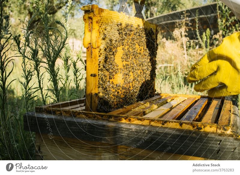 Beekeeper with honeycomb in apiary beekeeper hive collect work job garden protect uniform costume worker tool skill ecology profession beehive busy labor