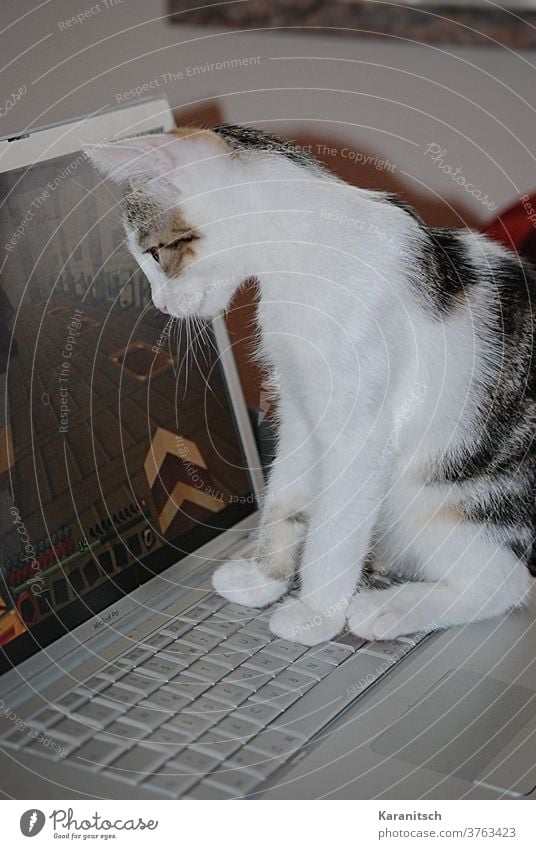 A cat watches the computer screen. Cat Domestic cat Kitten Animal Mammal Pelt Soft cuddly White Striped Sit Observe Computer laptop Keyboard Paw inquisitive