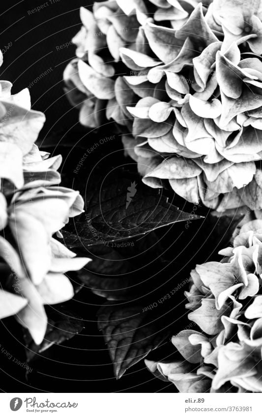 flowers in black and white, hydrangea Black & white photo bleed Plant black-and-white Monochrome flora Nature Close-up Blossoming Hydrangea Hydrangea blossom