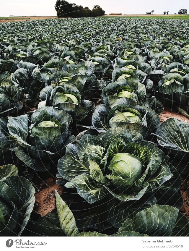 cabbage filbert, field, cabbage, agriculture, harvest Agriculture Harvest, Food, Food Growth Plant Nature Exterior shot Agricultural crop
