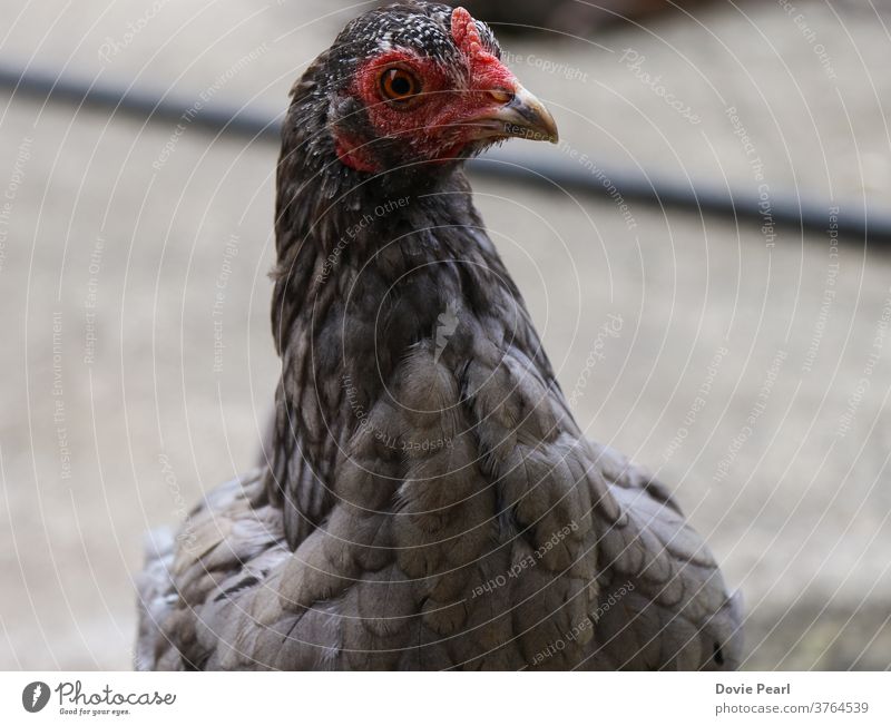 Gray hen looking straight at the camera chicken gray animal domestic feather bird red eyes side-view beak