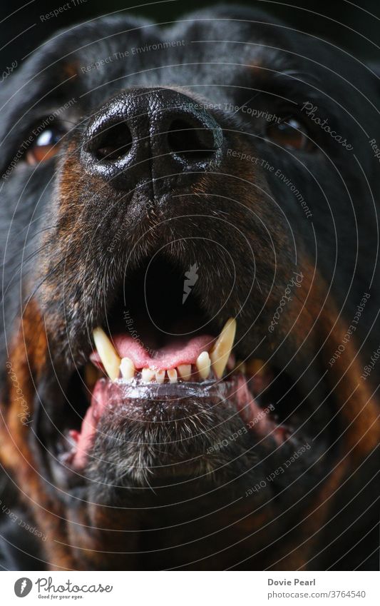 close-up shot of a Rottweiler's face dog animal pet black and tan teeth male adult pure bred