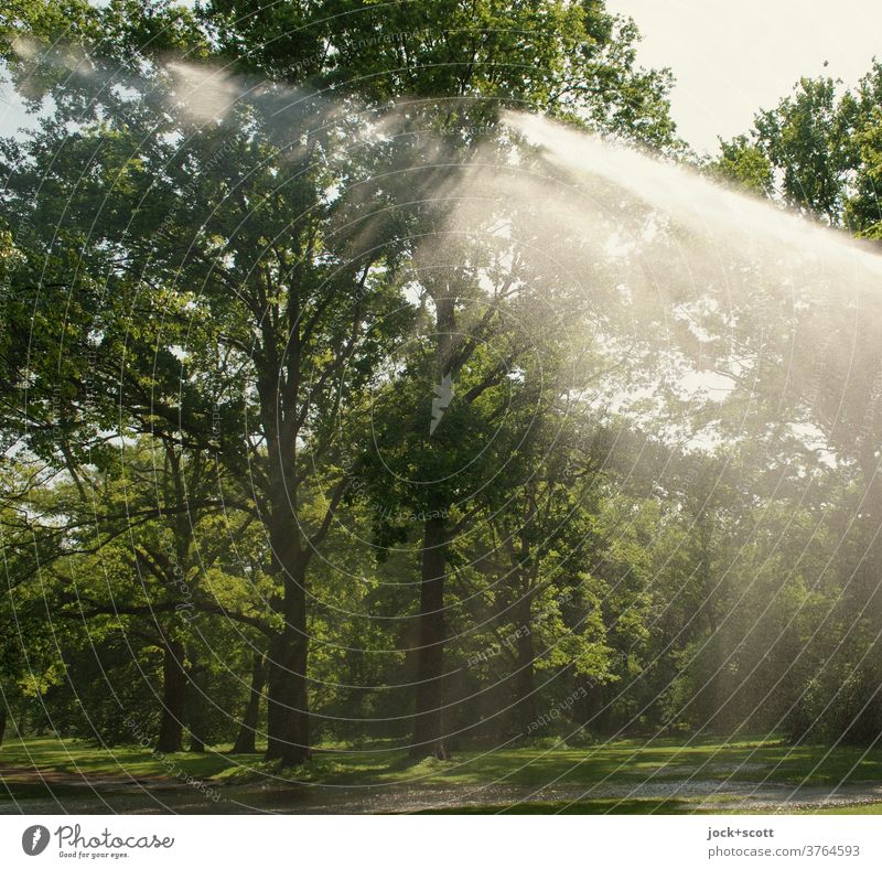 essential for life / water for nature Nature Precipitation irrigation Sunlight Irrigation Lawn Park green Berlin zoo Light (Natural Phenomenon) Lush
