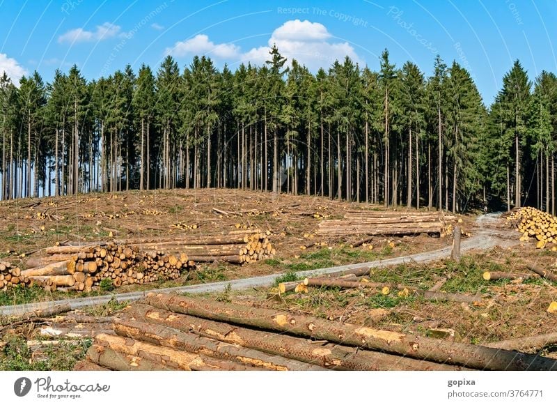 patch of forest with felled trees Forest Forestry Nature forest damages felling Spruce Environment Climate ecology Forest work Tree trunk aridity