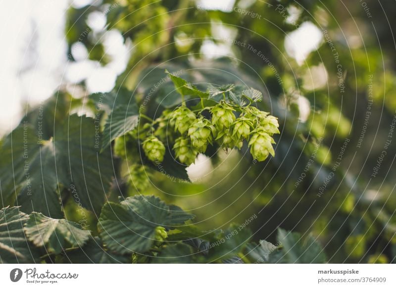 Fresh Bio Hop for Craft Beer agrar agriculture ale-brewer beer bloom breed breeding brewery brewing brewing of beer cash cropping cone cones controlled farming